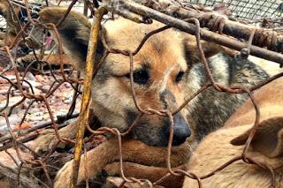 21 Giugno 2015: cani bolliti, spezzatino di gatto e mostri affamati 21 Giugno 2015: cani bolliti, spezzatino di gatto e mostri affamati