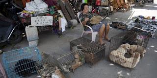 21 Giugno 2015: cani bolliti, spezzatino di gatto e mostri affamati 21 Giugno 2015: cani bolliti, spezzatino di gatto e mostri affamati