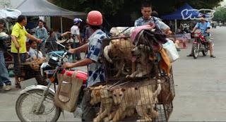 21 Giugno 2015: cani bolliti, spezzatino di gatto e mostri affamati 21 Giugno 2015: cani bolliti, spezzatino di gatto e mostri affamati