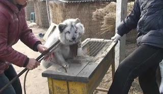 21 Giugno 2015: cani bolliti, spezzatino di gatto e mostri affamati 21 Giugno 2015: cani bolliti, spezzatino di gatto e mostri affamati