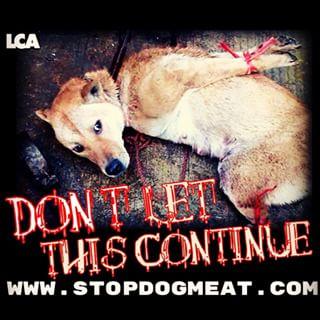 21 Giugno 2015: cani bolliti, spezzatino di gatto e mostri affamati 21 Giugno 2015: cani bolliti, spezzatino di gatto e mostri affamati