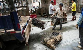 21 Giugno 2015: cani bolliti, spezzatino di gatto e mostri affamati 21 Giugno 2015: cani bolliti, spezzatino di gatto e mostri affamati