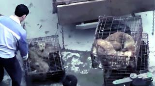 21 Giugno 2015: cani bolliti, spezzatino di gatto e mostri affamati 21 Giugno 2015: cani bolliti, spezzatino di gatto e mostri affamati