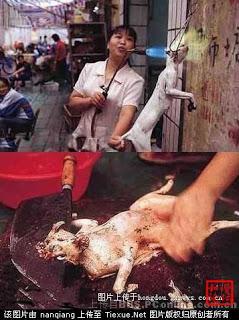 21 Giugno 2015: cani bolliti, spezzatino di gatto e mostri affamati 21 Giugno 2015: cani bolliti, spezzatino di gatto e mostri affamati