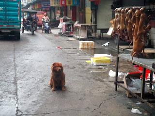 21 Giugno 2015: cani bolliti, spezzatino di gatto e mostri affamati 21 Giugno 2015: cani bolliti, spezzatino di gatto e mostri affamati