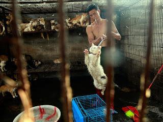 21 Giugno 2015: cani bolliti, spezzatino di gatto e mostri affamati 21 Giugno 2015: cani bolliti, spezzatino di gatto e mostri affamati