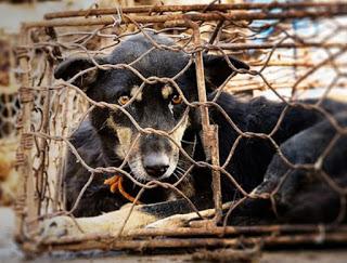 21 Giugno 2015: cani bolliti, spezzatino di gatto e mostri affamati 21 Giugno 2015: cani bolliti, spezzatino di gatto e mostri affamati