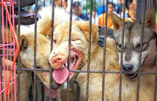 21 Giugno 2015: cani bolliti, spezzatino di gatto e mostri affamati 21 Giugno 2015: cani bolliti, spezzatino di gatto e mostri affamati