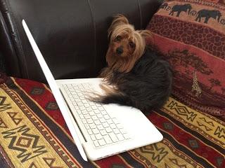 21 Giugno 2015: cani bolliti, spezzatino di gatto e mostri affamati 21 Giugno 2015: cani bolliti, spezzatino di gatto e mostri affamati