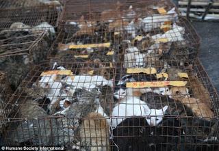 21 Giugno 2015: cani bolliti, spezzatino di gatto e mostri affamati 21 Giugno 2015: cani bolliti, spezzatino di gatto e mostri affamati