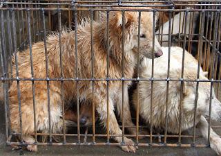 21 Giugno 2015: cani bolliti, spezzatino di gatto e mostri affamati 21 Giugno 2015: cani bolliti, spezzatino di gatto e mostri affamati