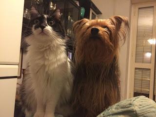 21 Giugno 2015: cani bolliti, spezzatino di gatto e mostri affamati 21 Giugno 2015: cani bolliti, spezzatino di gatto e mostri affamati