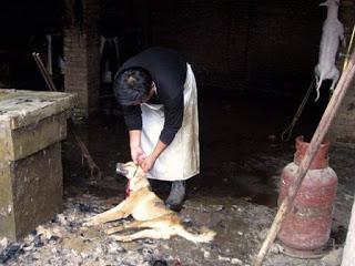 21 Giugno 2015: cani bolliti, spezzatino di gatto e mostri affamati 21 Giugno 2015: cani bolliti, spezzatino di gatto e mostri affamati