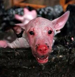 21 Giugno 2015: cani bolliti, spezzatino di gatto e mostri affamati 21 Giugno 2015: cani bolliti, spezzatino di gatto e mostri affamati