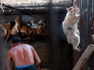 21 Giugno 2015: cani bolliti, spezzatino di gatto e mostri affamati 21 Giugno 2015: cani bolliti, spezzatino di gatto e mostri affamati