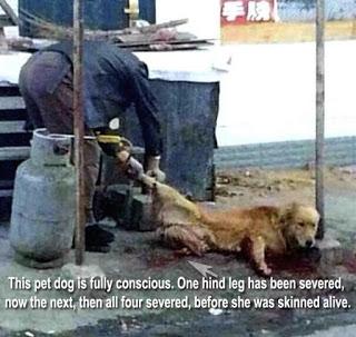 21 Giugno 2015: cani bolliti, spezzatino di gatto e mostri affamati 21 Giugno 2015: cani bolliti, spezzatino di gatto e mostri affamati