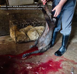 21 Giugno 2015: cani bolliti, spezzatino di gatto e mostri affamati 21 Giugno 2015: cani bolliti, spezzatino di gatto e mostri affamati