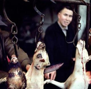 21 Giugno 2015: cani bolliti, spezzatino di gatto e mostri affamati 21 Giugno 2015: cani bolliti, spezzatino di gatto e mostri affamati