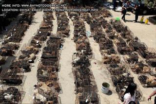 21 Giugno 2015: cani bolliti, spezzatino di gatto e mostri affamati 21 Giugno 2015: cani bolliti, spezzatino di gatto e mostri affamati