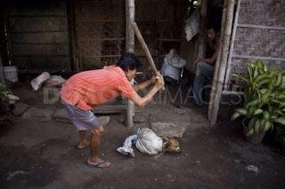 21 Giugno 2015: cani bolliti, spezzatino di gatto e mostri affamati 21 Giugno 2015: cani bolliti, spezzatino di gatto e mostri affamati