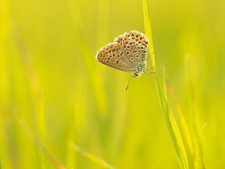 schmetterling in wiese by zoomyboy.com, on Flickr