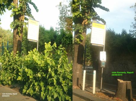 viale Kennedy, la fermata dell’autobus liberata