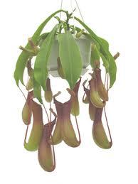 Nepenthes1