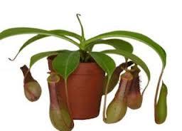 Nepenthes Ventrata