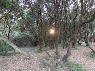 Incontro con la Sibilla alla Foresta di Cuma