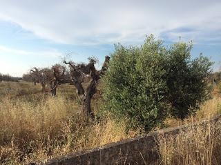 Le varietà che ad oggi risultano essere prive di disseccamenti tipici del Co.Di.Ro. in zona epicentro, oltre a Leccino e Frantoio sono: Coratina, Pendolino, Bella di Cerignola e Cipressino