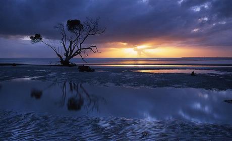 Sunrise Tree by Mark Wassell, on Flickr