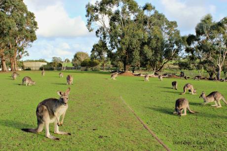 Quel che resta del viaggio – guida rapida su Melbourne e Victoria