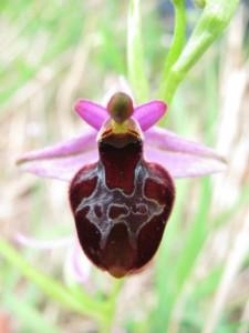 Ibrido di orchidea nuovo per la scienza scoperto sul Trigno