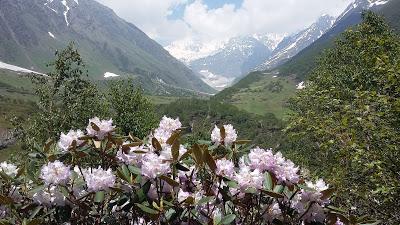 Uttarakhand - Valley of Flowers, il 'Gran Paradiso' dell'Himalaya