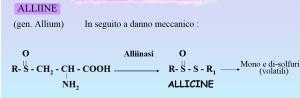 formazione dell'allicina