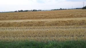 campo di grano dopo la mietitura