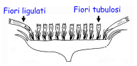 M'ama o non m'ama... quelli della margherita non sono petali!