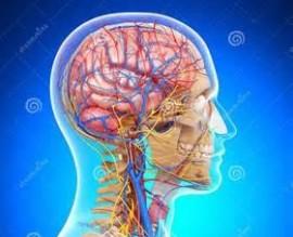 Sclerosi multipla e vasi linfatici del cervello