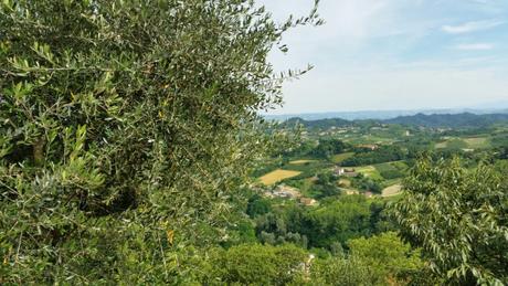 L’olivo in Piemonte Monteu Roero (5)