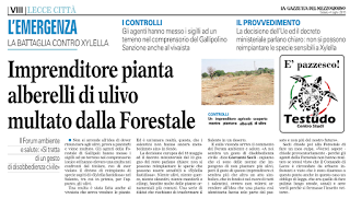 Imprenditore pianta alberelli di ulivo multato dalla Forestale