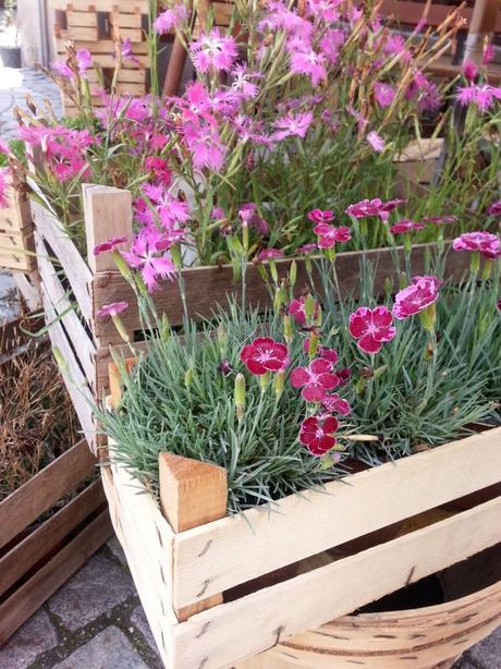 Blossom zine Gressoney Artemisia 2015 Blossom zine Gressoney Artemisia 2015 .7