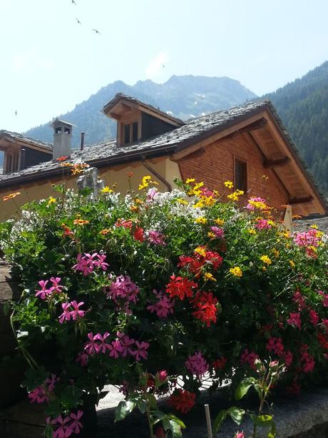 Blossom zine Gressoney Artemisia 2015 Blossom zine Gressoney Artemisia 2015 .2