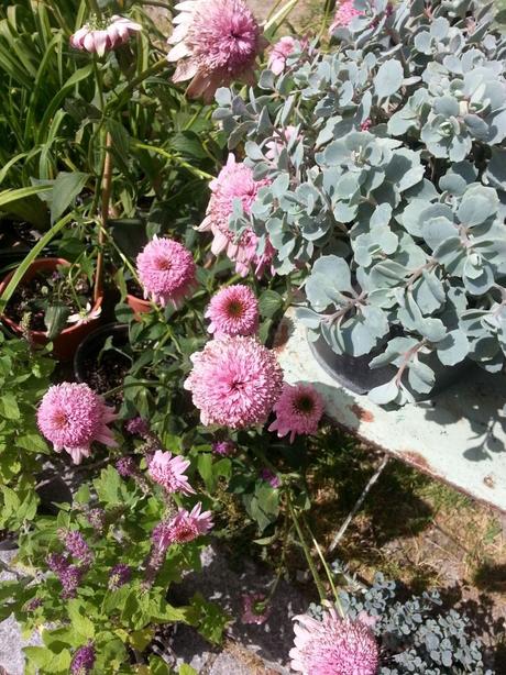 Blossom zine Gressoney Artemisia 2015 Blossom zine Gressoney Artemisia 2015 .9