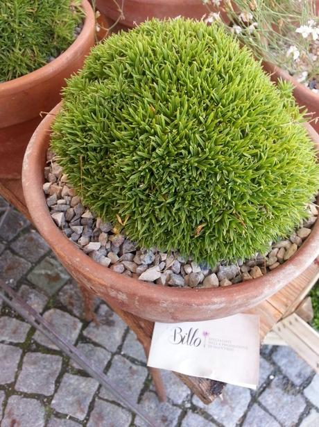 Blossom zine Gressoney Artemisia 2015 Blossom zine Gressoney Artemisia 2015 .6