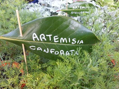 Blossom zine Gressoney Artemisia 2015 Blossom zine Gressoney Artemisia 2015 .5