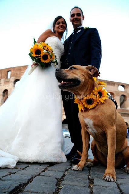 Wedding Dog Sitter - matrimonio a tre