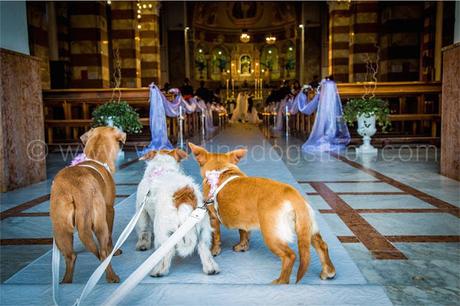 Wedding Dog Sitter - matrimonio a tre
