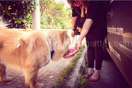 Wedding Dog Sitter - matrimonio a tre