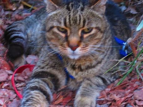 Crazy Nights Crazy Nights