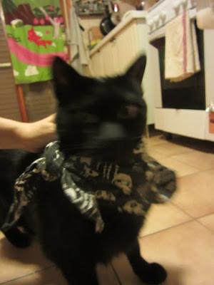 Crazy Nights Crazy Nights